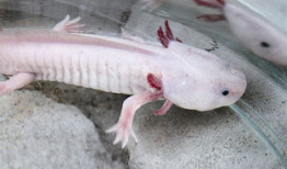 娃娃鱼的哭声视频播放,神秘生物的哀鸣之谜