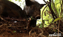 猪配种视频,从亲密接触至成功受孕