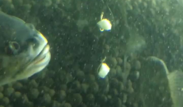 鱼视频,探索海洋生物的奇妙世界