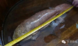 娃娃鱼的哭声视频播放,神秘生物的哀鸣之谜