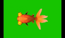 金鱼视频,探寻水下世界的奇妙之旅