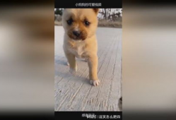 小狗可爱视频,小狗可爱视频集锦