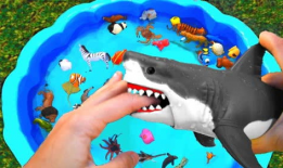 海洋动物视频,揭秘神秘海洋动物的精彩瞬间